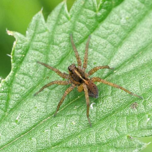 Réf. 289 640 : Pardosa sp.